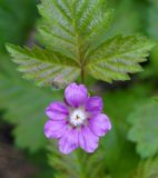 Rubus arcticus. Цветок и бутон. Якутия, Алданский р-н, г. Томмот, левый берег р. Алдан. 27.06.2016.