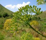 Ferula penninervis. Боковой побег с соцветиями на разных стадиях развития. Казахстан, Южно-Казахстанская обл., Сырдарья-Туркестанский государственный региональный природный парк, Боралдайский филиал, дол. р. Боралдай. 26.05.2016.