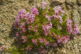 Asperula cristata