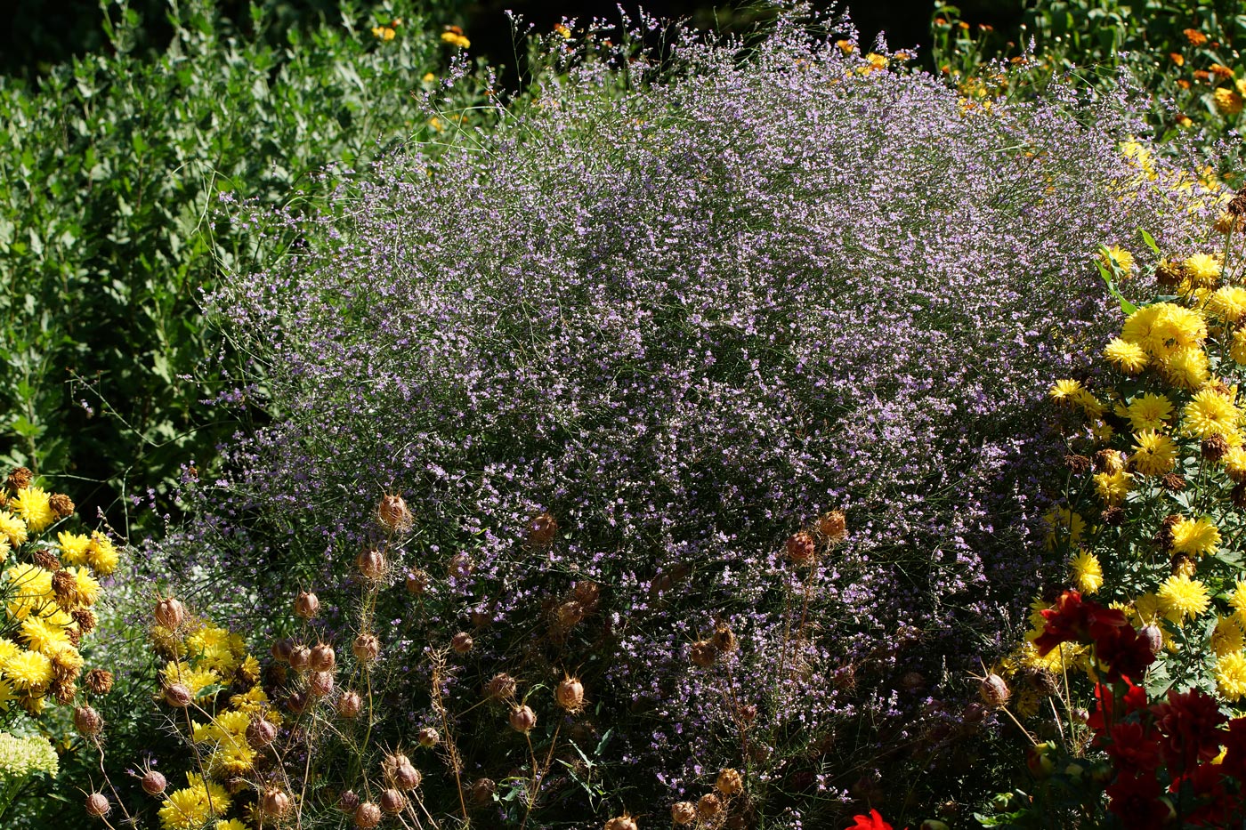 Изображение особи Limonium myrianthum.