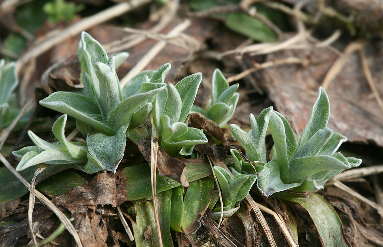 Изображение особи Omalotheca sylvatica.