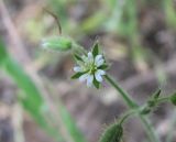 Cerastium brachypetalum подвид tauricum. Цветок. Дагестан, г/о Махачкала, гора Тарки-Тау, разреженный лес, у тропы. 05.05.2018.