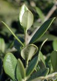 Olea europaea разновидность sylvestris