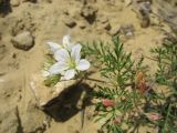 Erodium stevenii. Верхушка цветущего растения. Ставропольский край, Бешпагирские высоты. 28.05.2010.