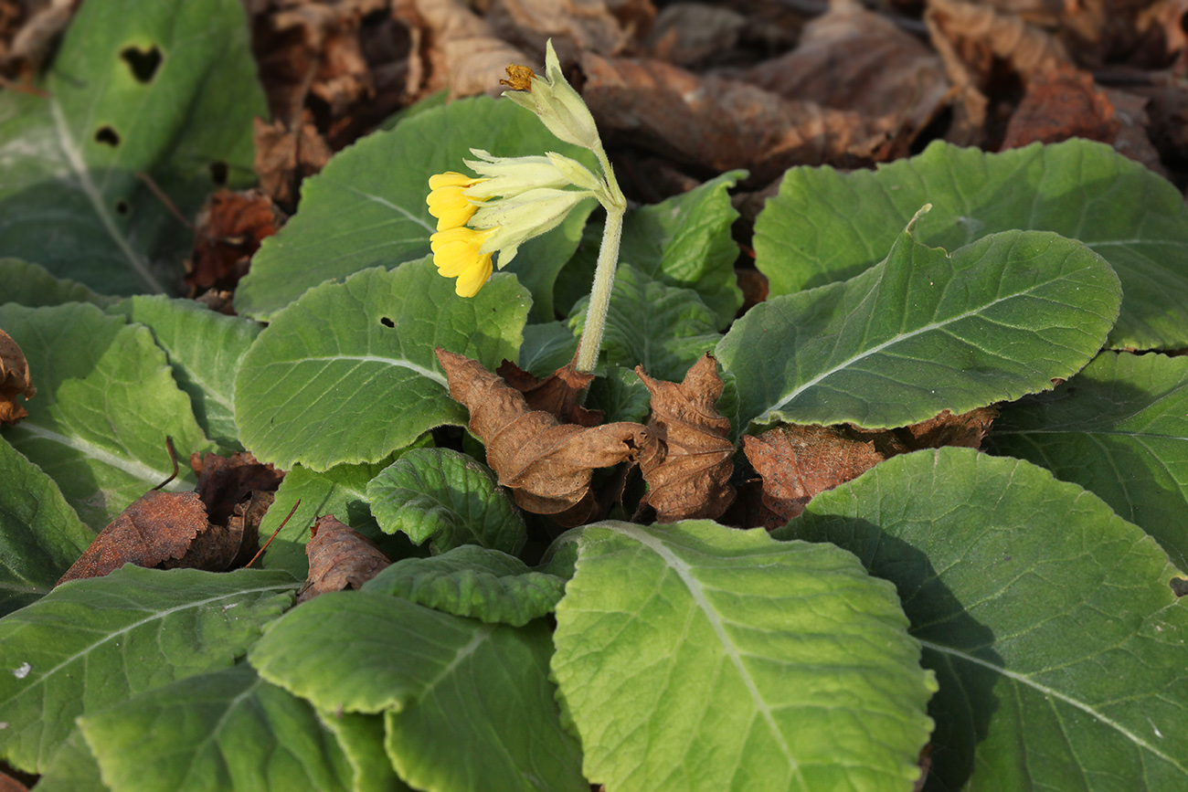 Изображение особи Primula macrocalyx.