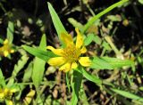 Bidens cernua var. radiata