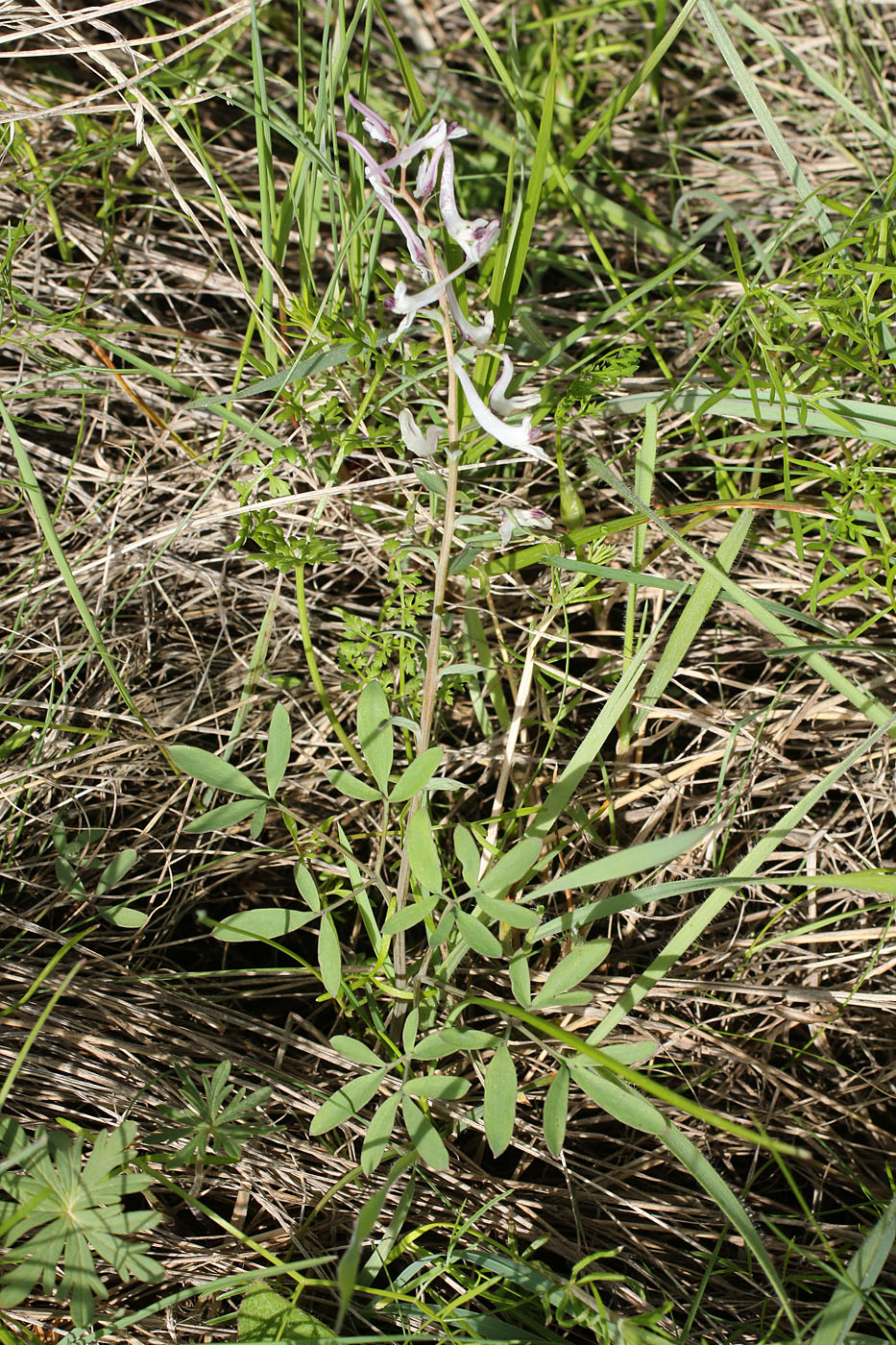 Изображение особи Corydalis ruksansii.