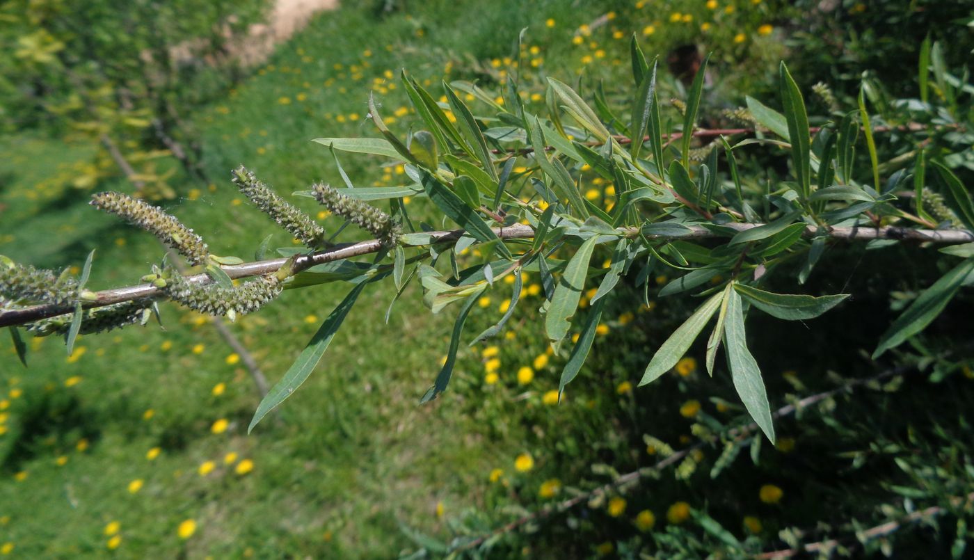 Изображение особи Salix purpurea.