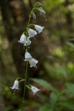 Adenophora liliifolia