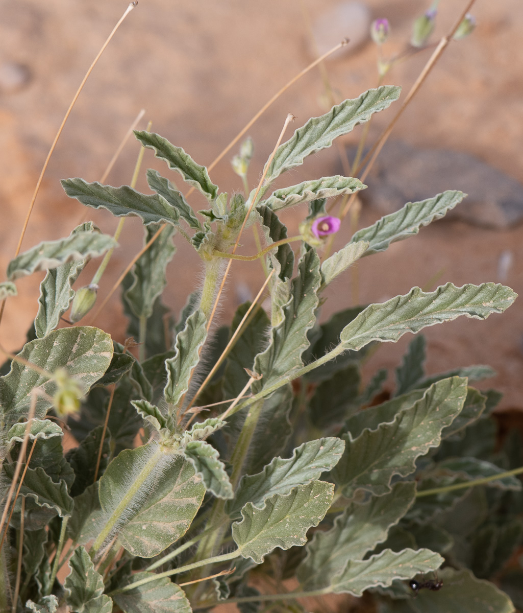 Изображение особи Monsonia heliotropioides.