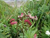 Sanguisorba tenuifolia