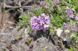 genus Thymus. Цветущее растение. Кабардино-Балкария, Эльбрусский р-н, долина р. Ирик, луг на поляне чуть выше каменных останцев, край тропы, ≈ 2000 м н.у.м. 14.06.2016.