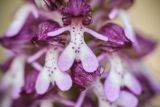 Orchis purpurea подвид caucasica