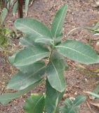 Asclepias syriaca