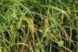 Carex vesicaria