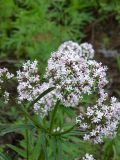 Valeriana transjenisensis. Соцветие. Красноярский край, Эвенкийский р-н, государственный природный заповедник \"Тунгусский\", правый берег. р. Чамба. 22.06.2012.