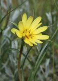 Tragopogon pusillus. Верхушка побега с соцветием. Крым, Керченский п-ов, Приазовье, Караларская степь, засолённая степь. 6 мая 2021 г.