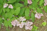 Syringa josikaea