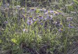 Aster alpinus