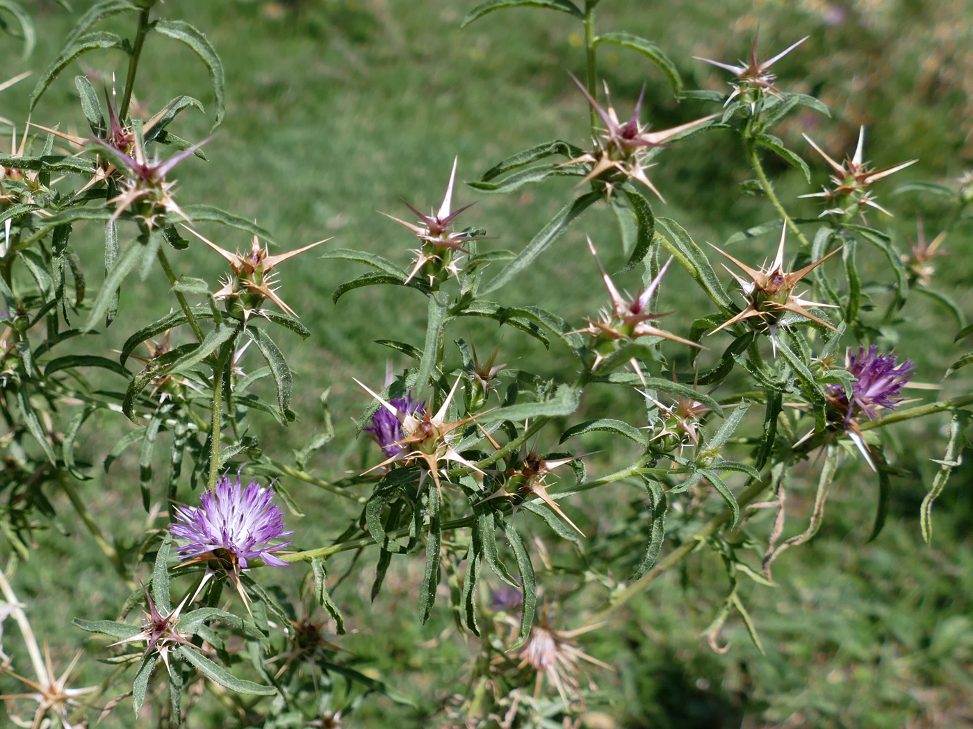 Изображение особи Centaurea calcitrapa.