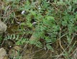 Astragalus guttatus