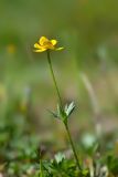 Anemonastrum speciosum