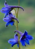 Delphinium laxiflorum. Цветки. Республика Алтай, Шебалинский р-н, южный склон г. Соловковая, 800 м н.у.м., луг на скалах. 02.07.2010.