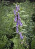 Aconitum septentrionale