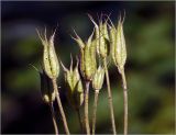 Aquilegia vulgaris