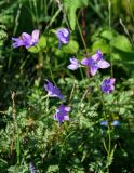 Campanula altaica. Верхушки цветущих растений. Алтай, Кош-Агачский р-н, устье р. Тыдтугем, луговой склон. 01.07.2021.