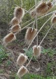 Dipsacus laciniatus