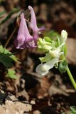 Corydalis solida. Соцветия нормального и белоцветкового (справа) растений. Санкт-Петербург, Дудергофские высоты, широколиственный лес на склоне южной экспозиции. 26.04.2023.