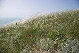 Stipa lessingiana