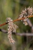 Salix pantosericea. Соплодия. Кабардино-Балкария, Эльбрусский р-н, оз. Донгуз-Орун, ≈ 2500 м н.у.м., сырой пойменный луг. 23.08.2023.