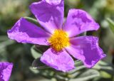 Cistus albidus. Цветок. Испания, автономное сообщество Каталония, провинция Жирона, комарка Баш Эмпорда, муниципалитет Калонже, опушка разреженного соснового (Pinus halepensis) леса. 22.03.2024.