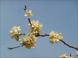 Prunus domestica. Ветвь с цветками. Черноморское побережье Кавказа, Новороссийск, в культуре. 2 апреля 2009 г.