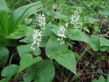 Maianthemum bifolium. Цветущие растения в смешанном лесу. Хабаровский кр., р. Гур в р-не пещеры Кадзяму (Кагдяму). 13.06.2008.