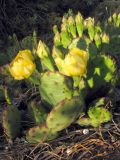 Opuntia humifusa