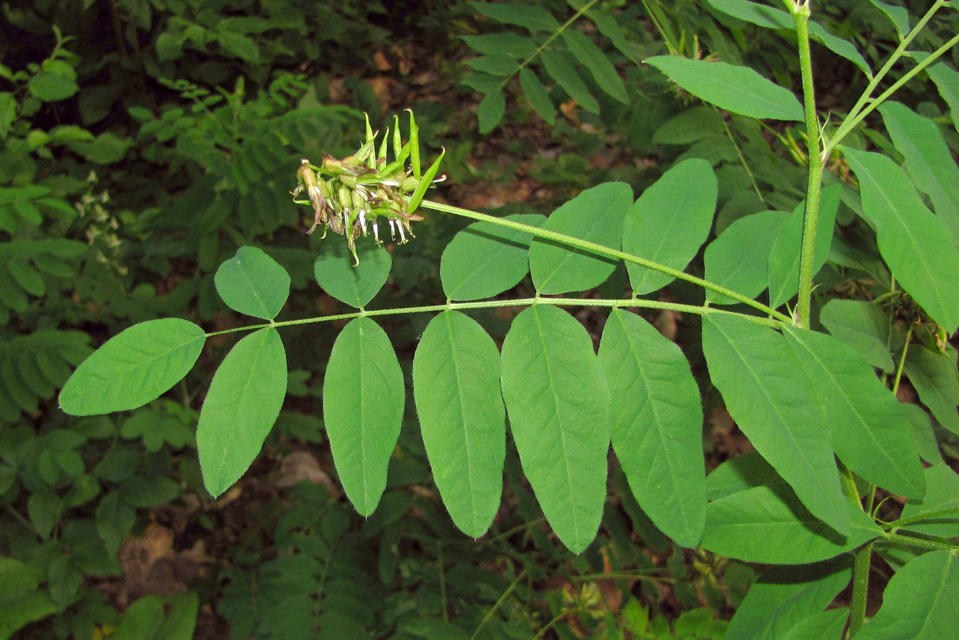 Image of Astragalus glycyphylloides specimen.