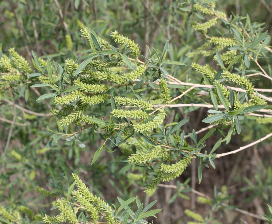 Изображение особи Salix vinogradovii.