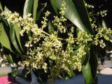 Ligustrum lucidum