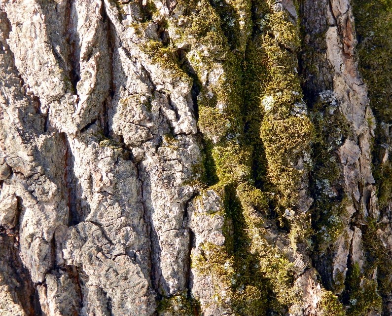 Изображение особи Quercus robur.