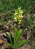 Orchis pallens