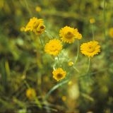 Anthemis tinctoria