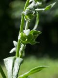 Cynoglossum officinale