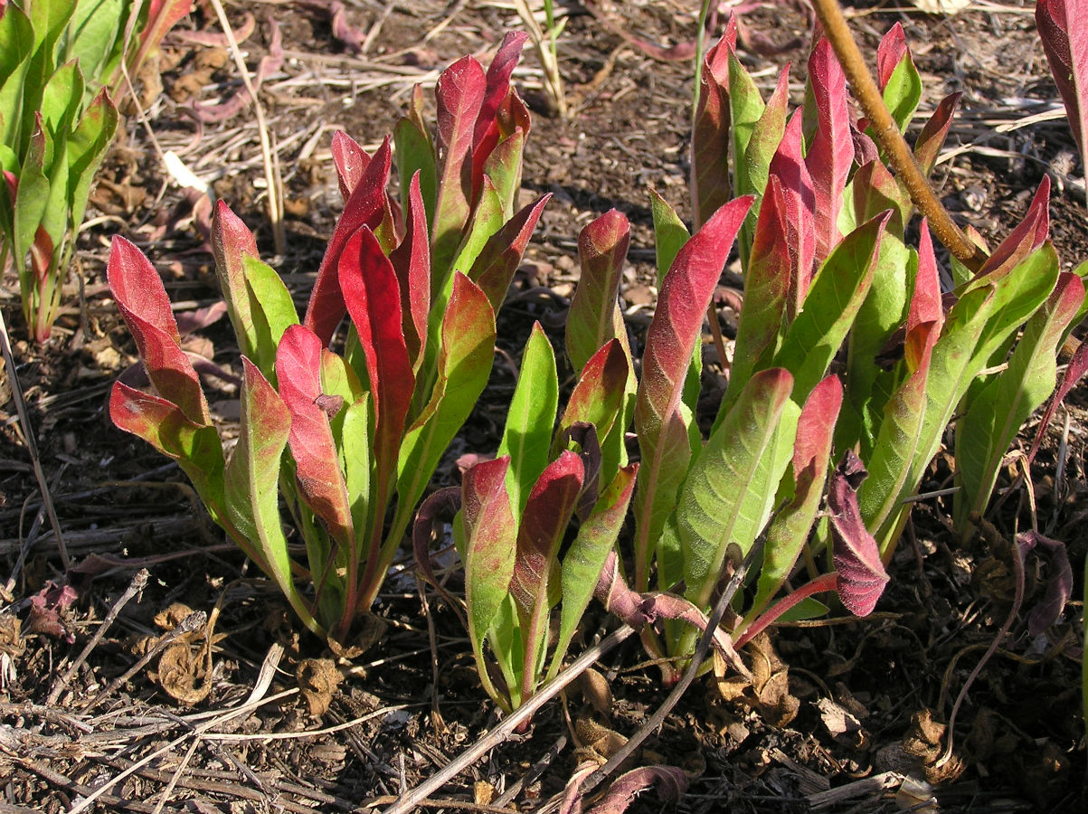 Изображение особи Oenothera biennis.