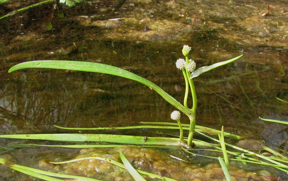 Изображение особи Sparganium hyperboreum.