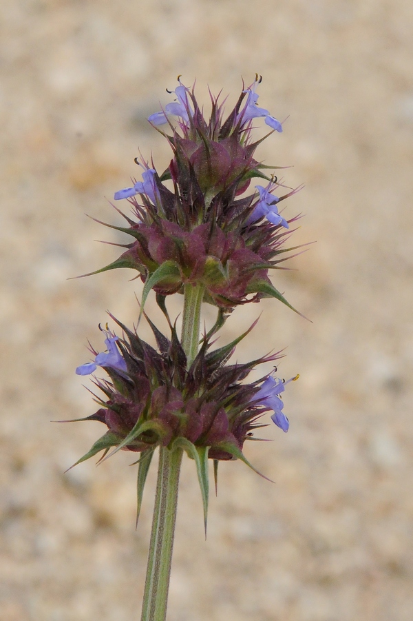 Изображение особи Salvia columbariae.