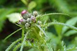 Cirsium palustre