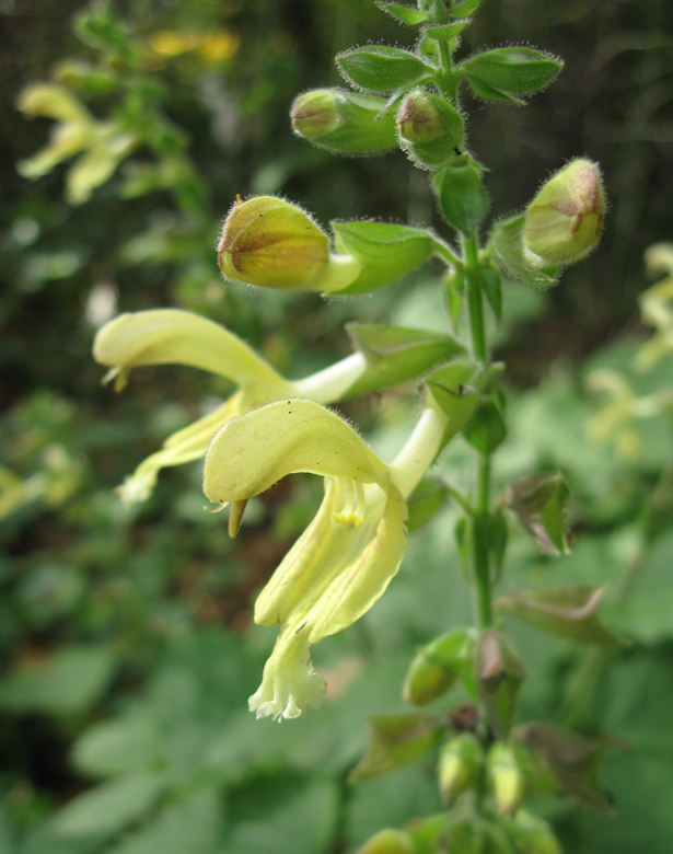 Изображение особи Salvia glutinosa.